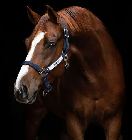 Horseware Field Safe Halter