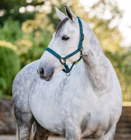 Horseware Halter & Leadrope Set